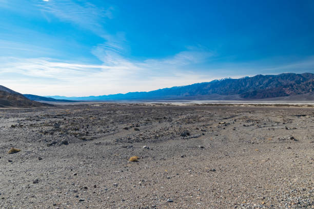 wüste von arizona im januar, usa - sonora state stock-fotos und bilder