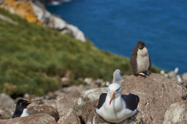 istock Black-browed Albatross nesting amongst Rockhopper Penguins 917298318