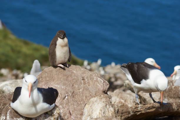 istock Black-browed Albatross nesting amongst Rockhopper Penguins 917298320