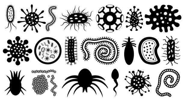 ilustraciones, imágenes clip art, dibujos animados e iconos de stock de microbio, parásito, bacteria, gusanos, virus, esperma, conjunto de silueta de vector. microorganismos al microscopio. - petri dish bacterium cell virus