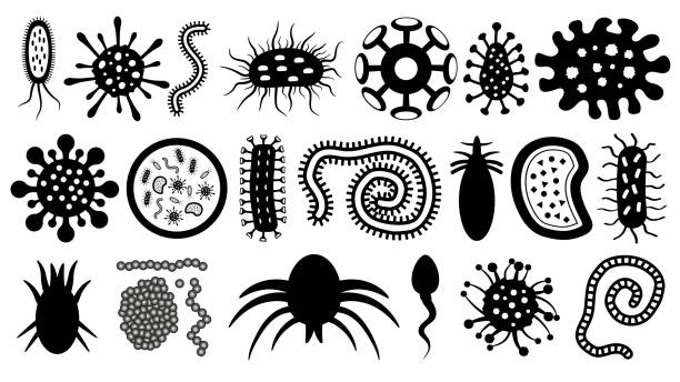illustrazioni stock, clip art, cartoni animati e icone di tendenza di microbo, parassita, batterio, verme, virus, sperma, set di silhouette vettoriale. microrganismi al microscopio. - petri dish bacterium cell virus