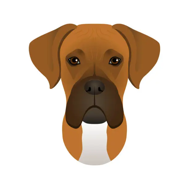 Vector illustration of Isolated colorful head and face of german boxer on white background. Line color flat cartoon breed dog portrait.