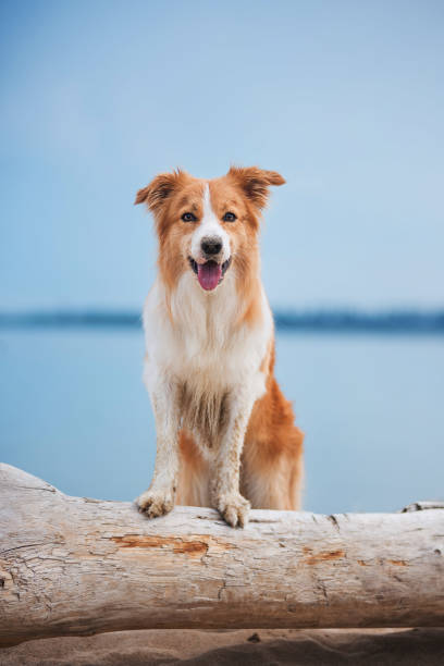 Red border collie running on a beach