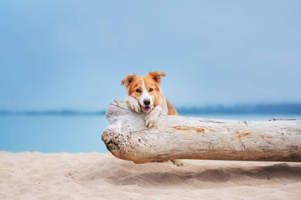 istock Red border collie running on a beach 917298940