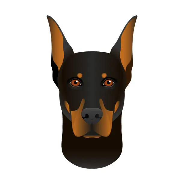 Vector illustration of Isolated colorful head and face of doberman pinscher on white background. Line color flat cartoon breed dog portrait