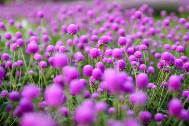 purple "globe amaranth" flower (or bachelor button, globe flower) in garden selective focus. - globe amaranth imagens e fotografias de stock