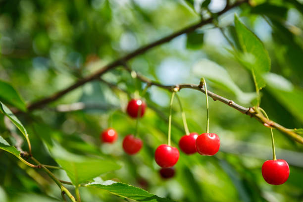 istock Beautiful and fresh red cherry closeup on branch  blur bokeh background 917299830