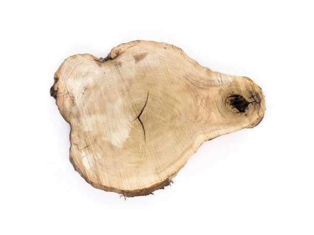 cross section of the tree,white isolated background - bark tree cross section wood imagens e fotografias de stock