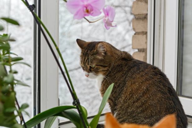istock Domestic cat sitting on windowsill 917300012