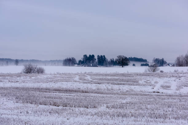 istock frozen country side by the forest covered in snow 917302318