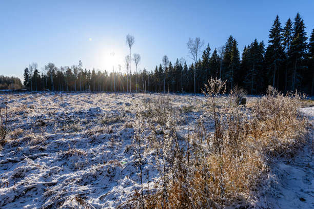istock frozen country side by the forest covered in snow 917302344