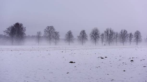 istock frozen country side by the forest covered in snow 917302354