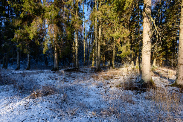 istock frozen country side by the forest covered in snow 917302526