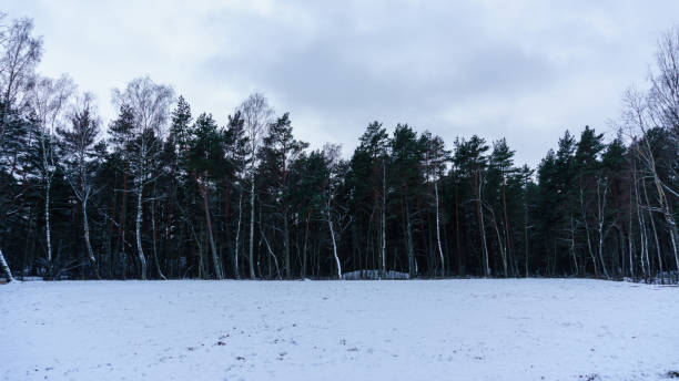 istock frozen country side by the sea 917302672