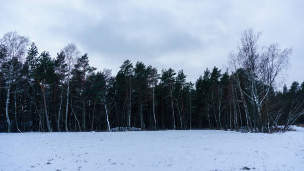 istock frozen country side by the sea 917302678