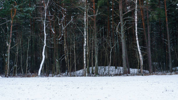 istock frozen country side by the forest covered in snow 917302694
