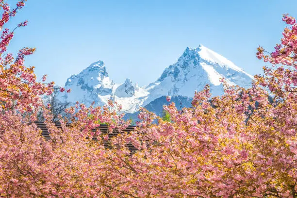 Scenic view of famous Watzmann mountain peak with cherry blossoms on a beautiful sunny day with blue sky in springtime, Berchtesgadener Land, Bavaria, Germany