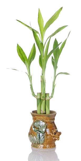 istock Lucky Bamboo Plant In Ceramic Pot 91730283