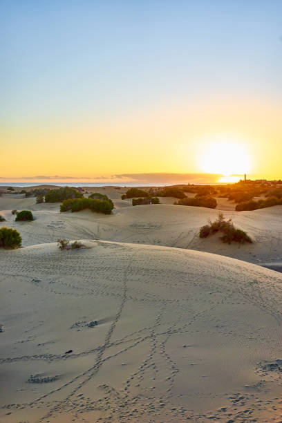istock Sunset over sand dunes on Canary islands 917302970