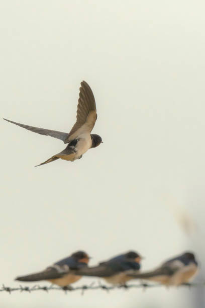 istock Barn Swallow (Hirundo rustica) in flight and feeding chicks. 917303518