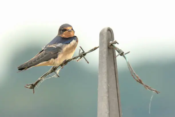 Photo of Barn Swallow Hirundo rustica resting closeup