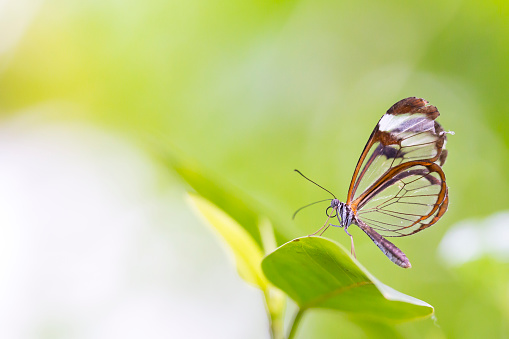 Close up portrait of a Greta oto, the glasswinged butterfly or glasswing. The background is brightly lit and vibrant colored.