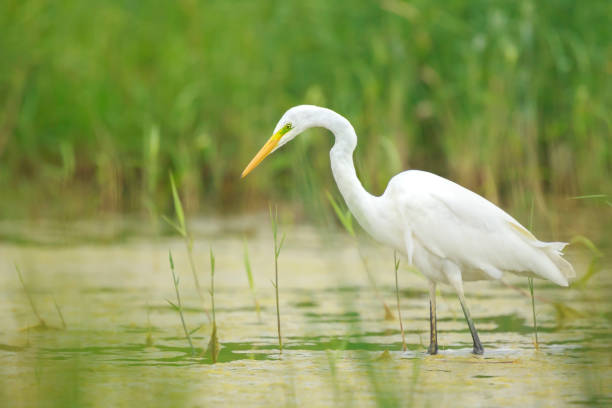 istock Great egret Ardea alba waterfowl hunting in wetlands 917305942