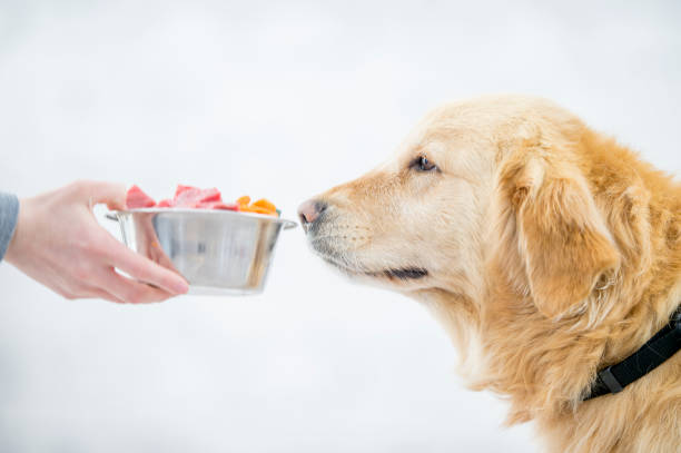 istock Giving A Dog His Food 917306488