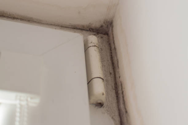 istock Close-up view of the window with mold near. House microclimate problem. 917310518