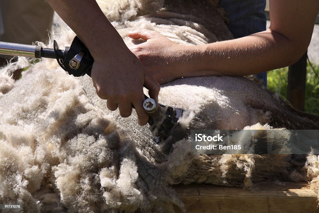Strzyc owce - Zbiór zdjęć royalty-free (Strzyc owce)