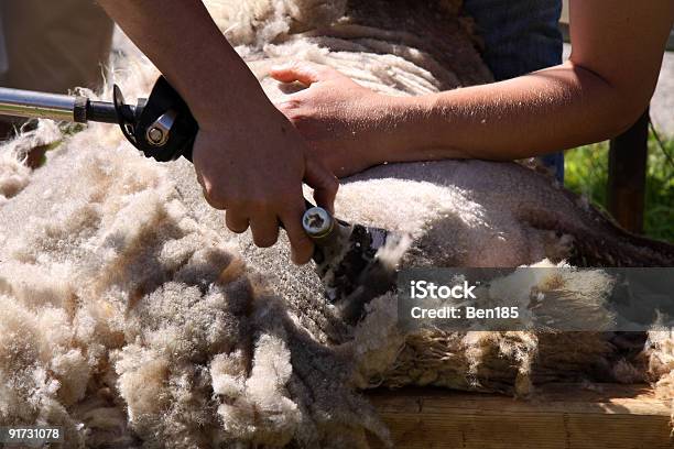 Strzyc Owce - zdjęcia stockowe i więcej obrazów Strzyc owce - Strzyc owce, Owca, Wełna