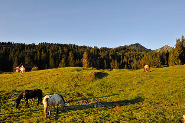 istock horses pasturing on the hill 91731236