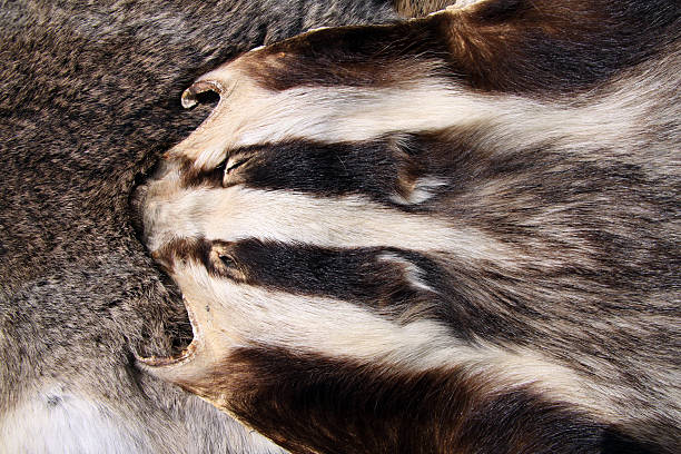 istock Hunting Trophy - Badger Fur 91731539
