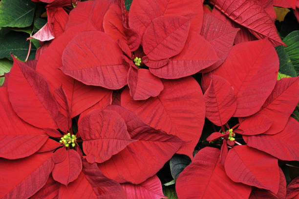 istock poinsettia in winter 917316662