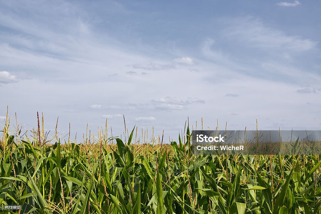 Campo de milho - Foto de stock de Agricultura royalty-free