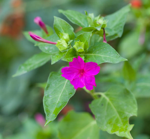 istock beautiful   flower on natu 917318508