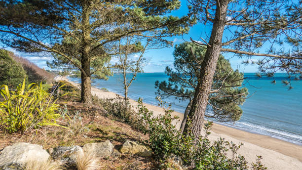 istock Bournemouth Beach with pine trees in foreground 917318606