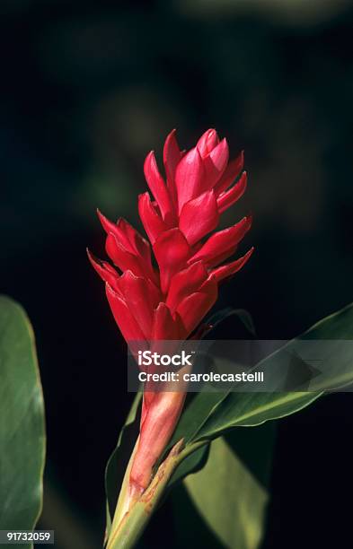 Torch Ginger Red Flower Dominican Republic Stock Photo - Download Image Now - Botany, Caribbean, Close-up