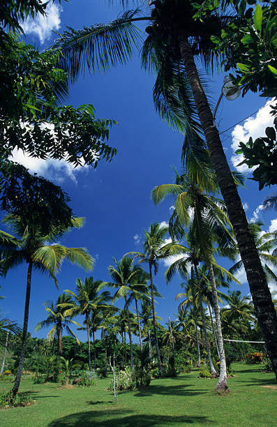 istock Palmtree garden in Dominican republic 91732091