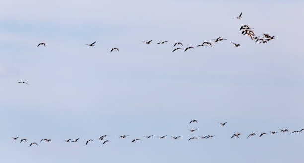 istock a flock of birds in the sky 917321180