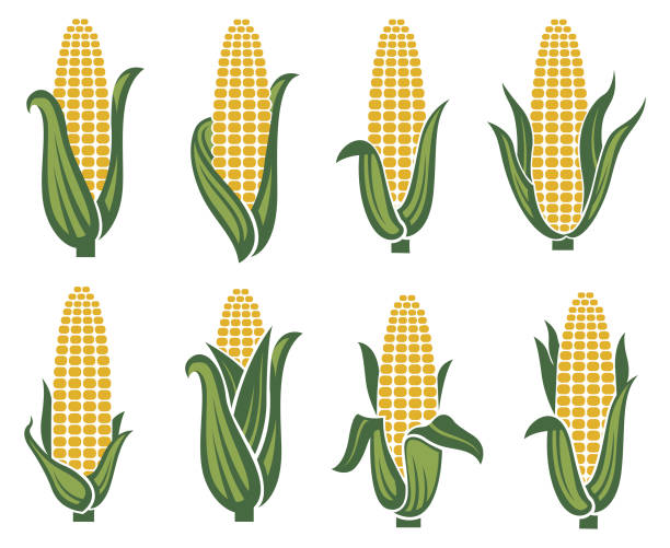 zestaw obrazów kukurydzy - corn on the cob obrazy stock illustrations