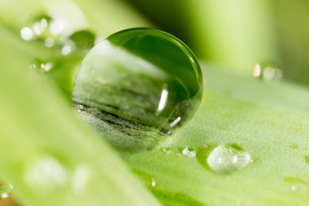 istock drops of dew on the grass. macro 917321472