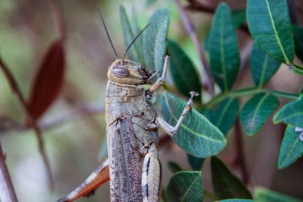 istock Beautiful shot of big Grasshopper 917321640