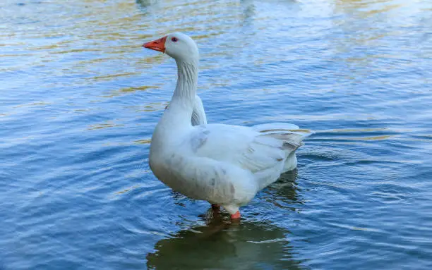 Beautiful White Duck floating in Al Qudra Lake