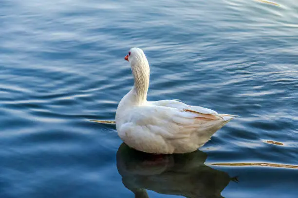 Beautiful White Duck floating in Al Qudra Lake