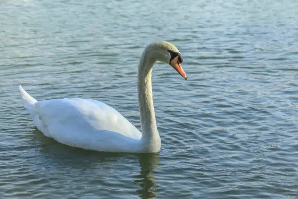 Beautiful Swan Duck floating in Al Qudra Lake