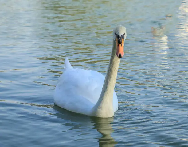 Beautiful Swan Duck floating in Al Qudra Lake