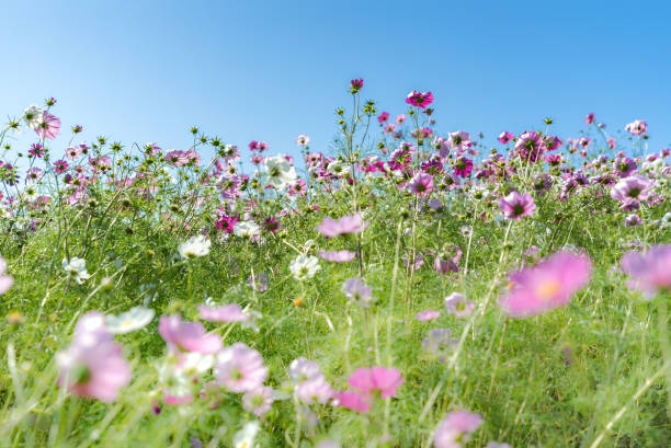 istock Kochia and cosmos filed Japan 917322128