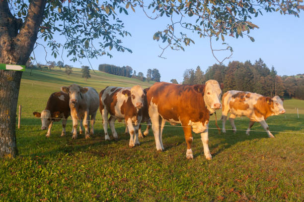 istock Bulls in the Austrian Alps in golden hour 917322620