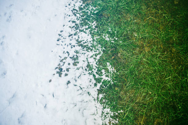 winter meet spring snowed ground with green grass